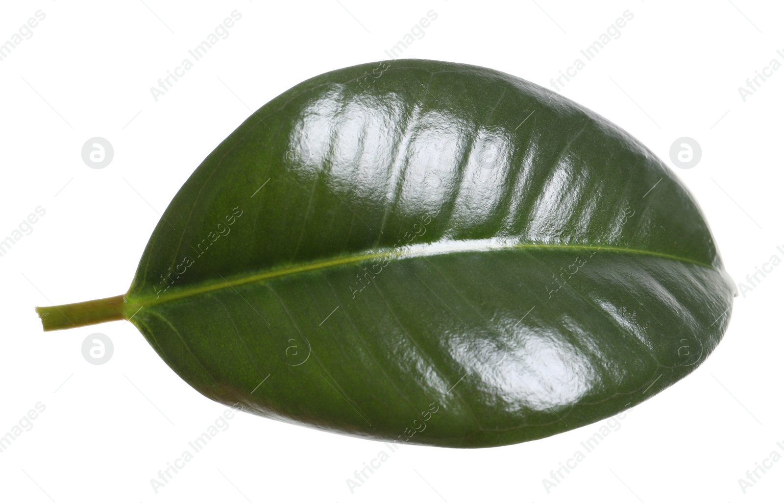 Photo of Fresh green leaf of Ficus elastica plant isolated on white