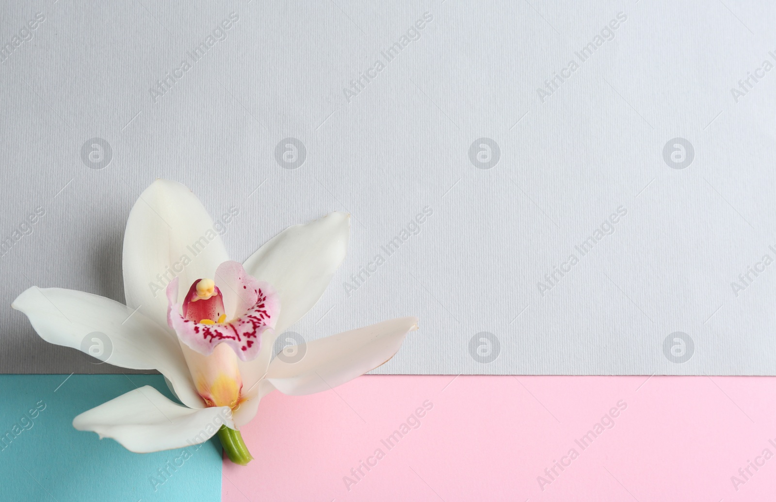 Photo of Beautiful tropical orchid flower on color background, top view. Space for text