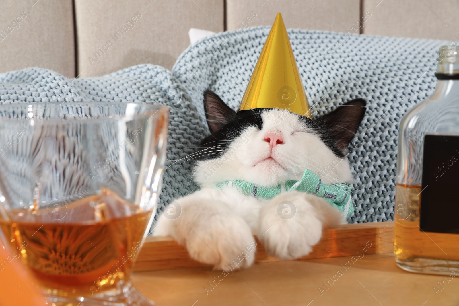 Photo of Cute cat wearing birthday hat near tray with whiskey at home. After party hangover