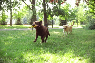 Photo of Cute Labrador Retriever dogs playing in green park