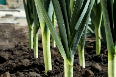 Photo of Fresh green leeks growing in field on sunny day