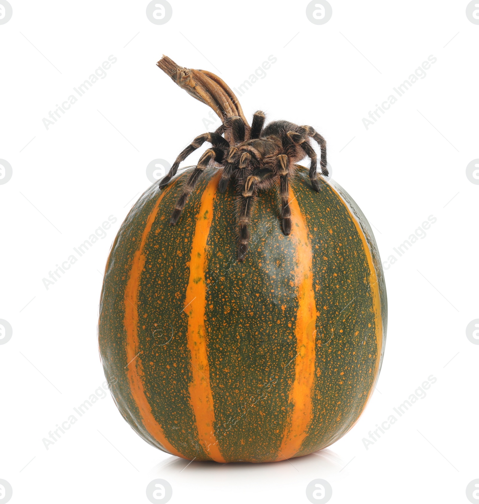 Photo of Striped knee tarantula and pumpkin isolated on white. Halloween celebration