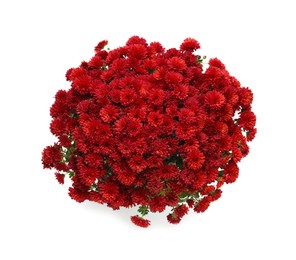 Photo of Beautiful red Chrysanthemum flowers isolated on white, top view