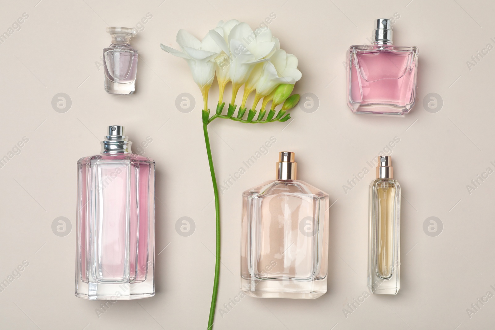 Photo of Bottles of perfume and flower on light background, top view