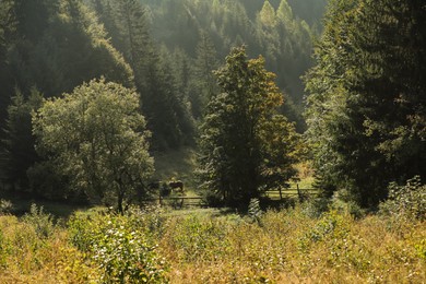 Photo of Beautiful meadow and paddock with horses near forest on sunny day