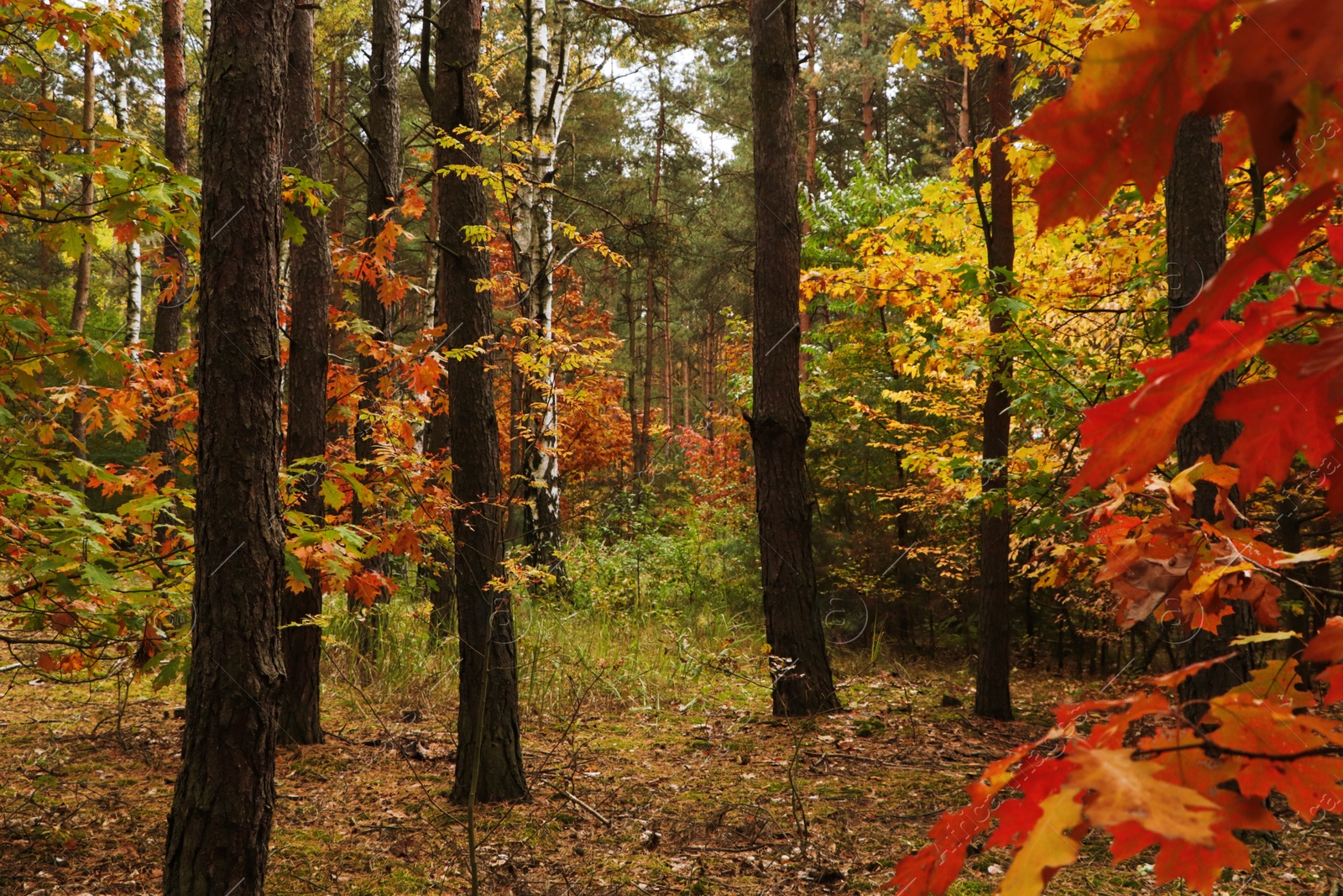 Photo of Beautiful trees with colorful leaves in forest. Autumn season