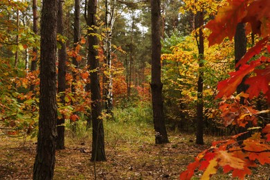 Photo of Beautiful trees with colorful leaves in forest. Autumn season