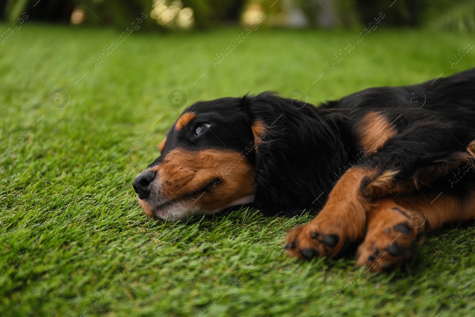 Photo of Cute dog relaxing on grass outdoors. Friendly pet