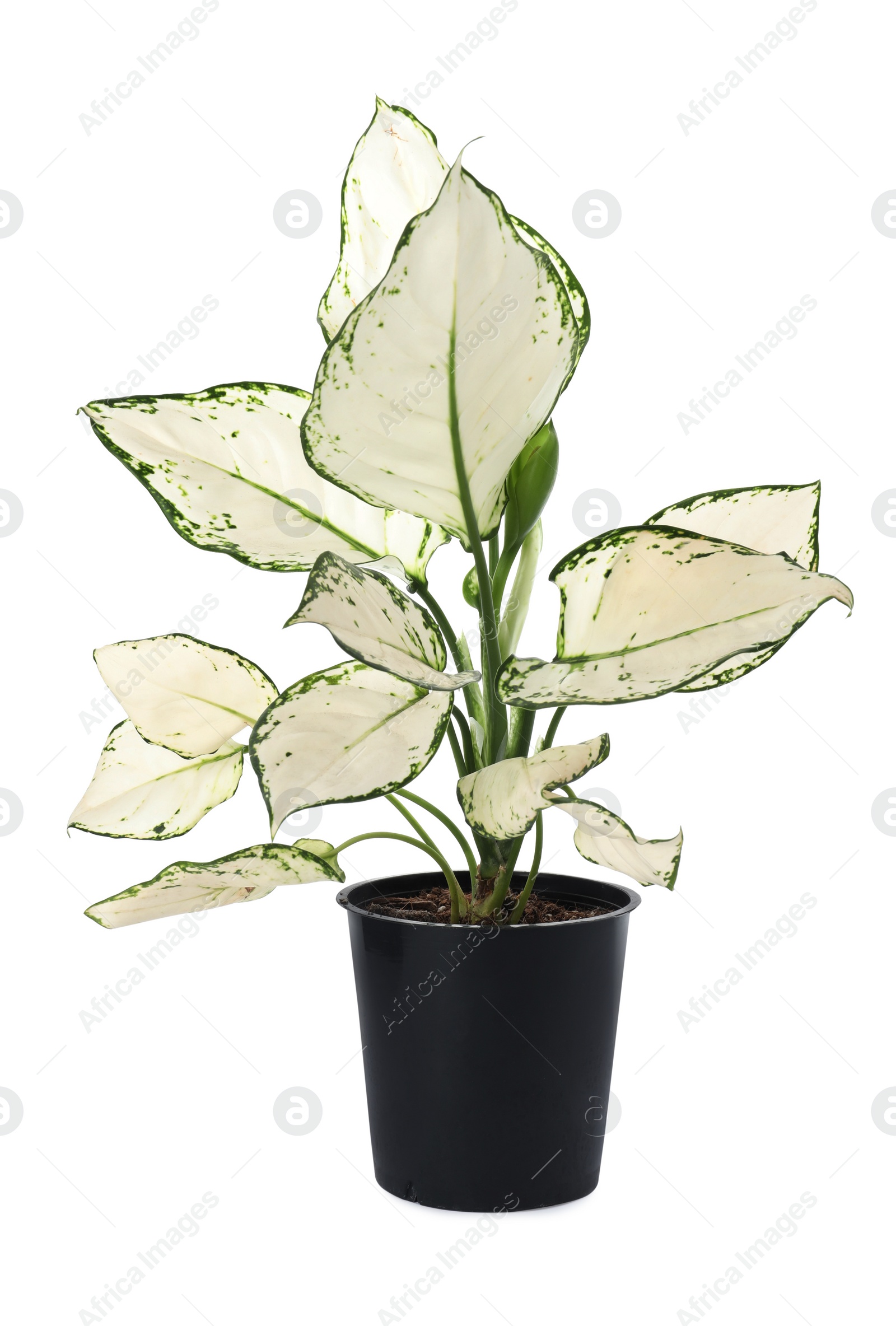 Photo of Beautiful Aglaonema plant in flowerpot isolated on white. House decor