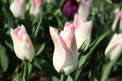 Photo of Beautiful blooming tulips outdoors on sunny day