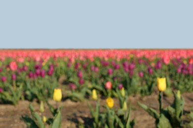 Photo of Blurred view of field with fresh beautiful spring flowers on sunny day