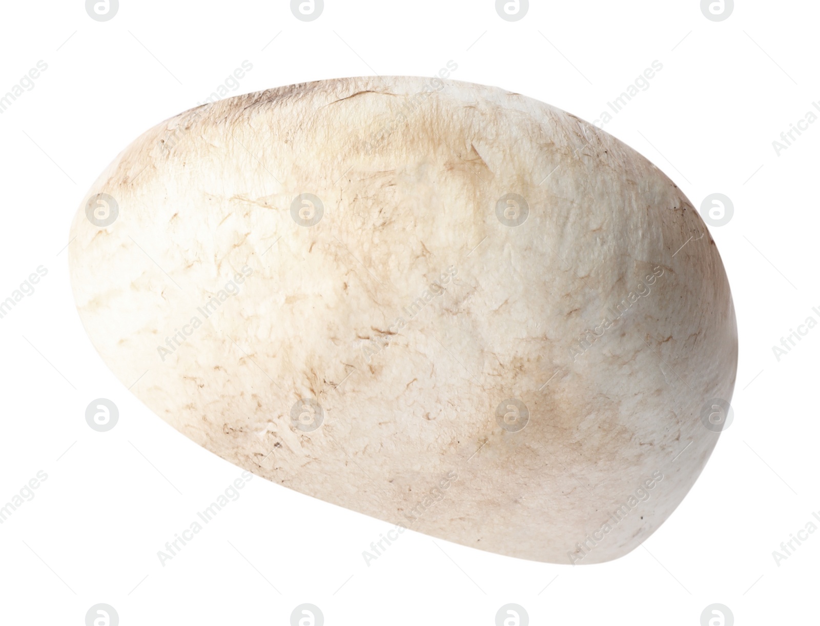 Photo of Piece of fresh mushroom on white background