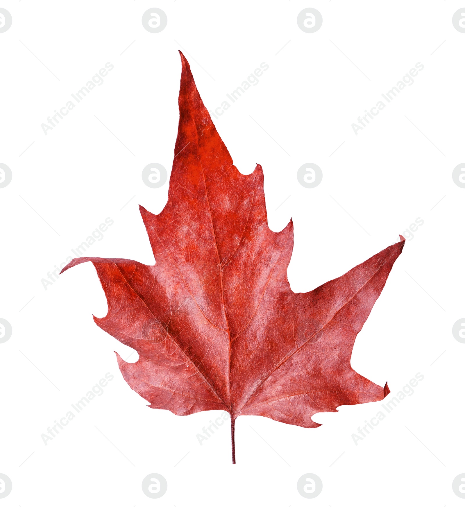 Image of Beautiful red maple leaf isolated on white. Autumn season