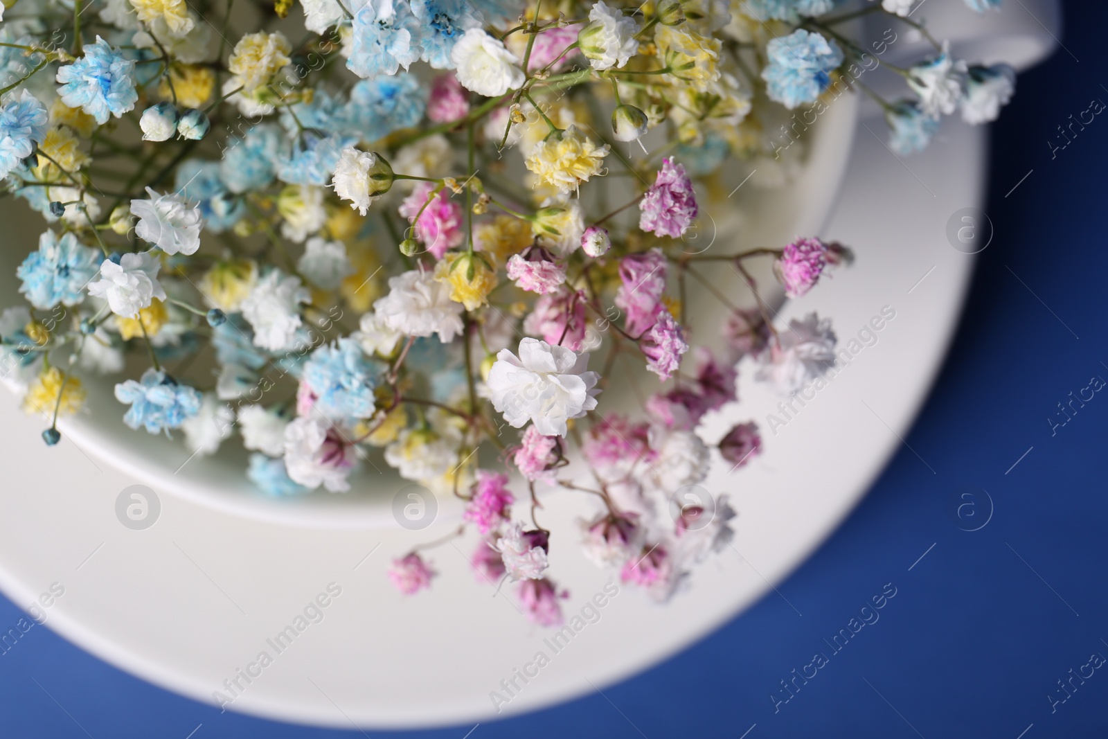 Photo of Beautiful gypsophila flowers in white cup on blue background, top view