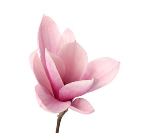 Photo of Beautiful delicate magnolia flower isolated on white
