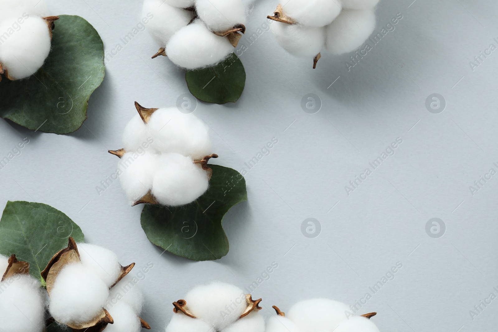 Photo of Cotton flowers and eucalyptus leaves on light grey background, flat lay. Space for text