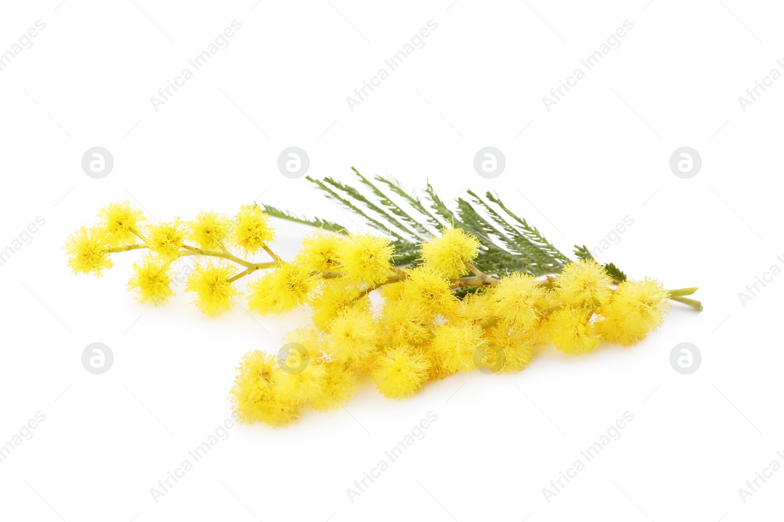 Photo of Beautiful mimosa plant with yellow flowers isolated on white