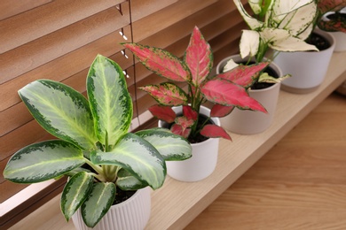 Photo of Beautiful houseplants on wooden window sill indoors