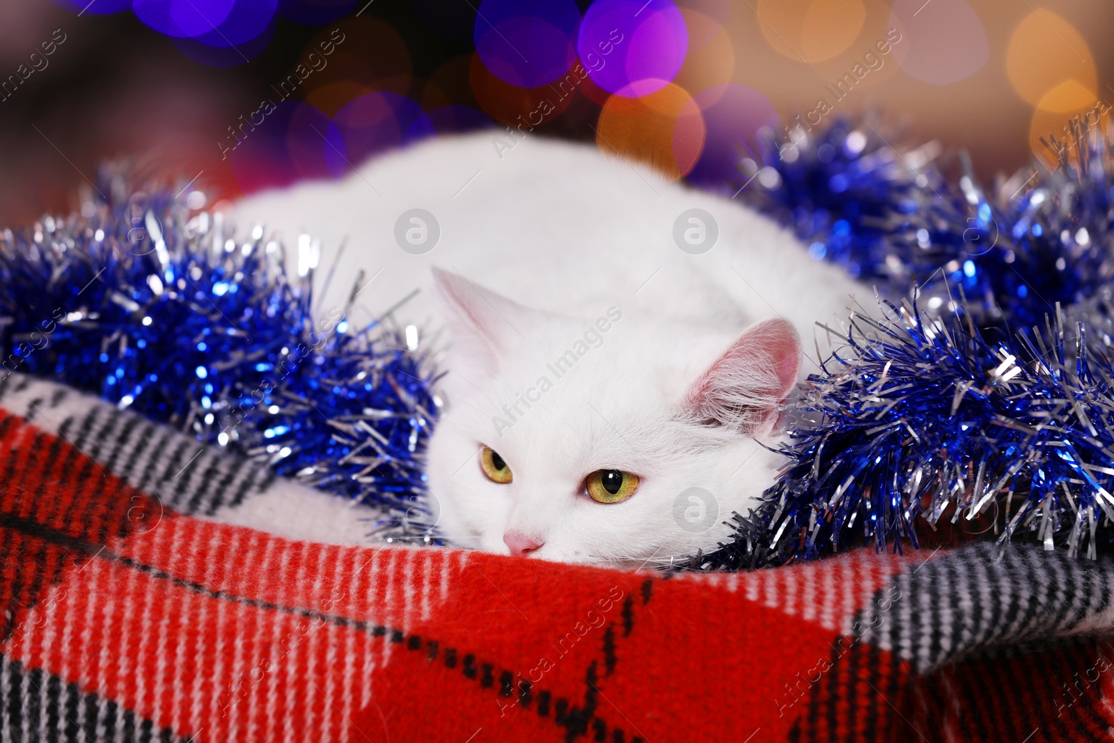 Photo of Adorable cat with Christmas tinsel lying on blanket against blurred lights