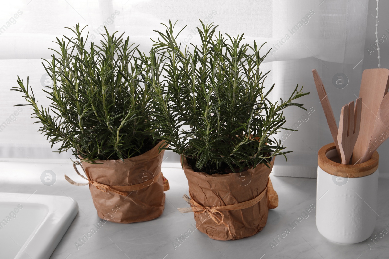 Photo of Aromatic green rosemary in pots on white countertop