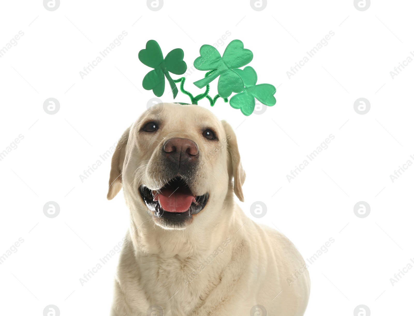 Photo of Labrador retriever with clover leaves headband on white background. St. Patrick's day