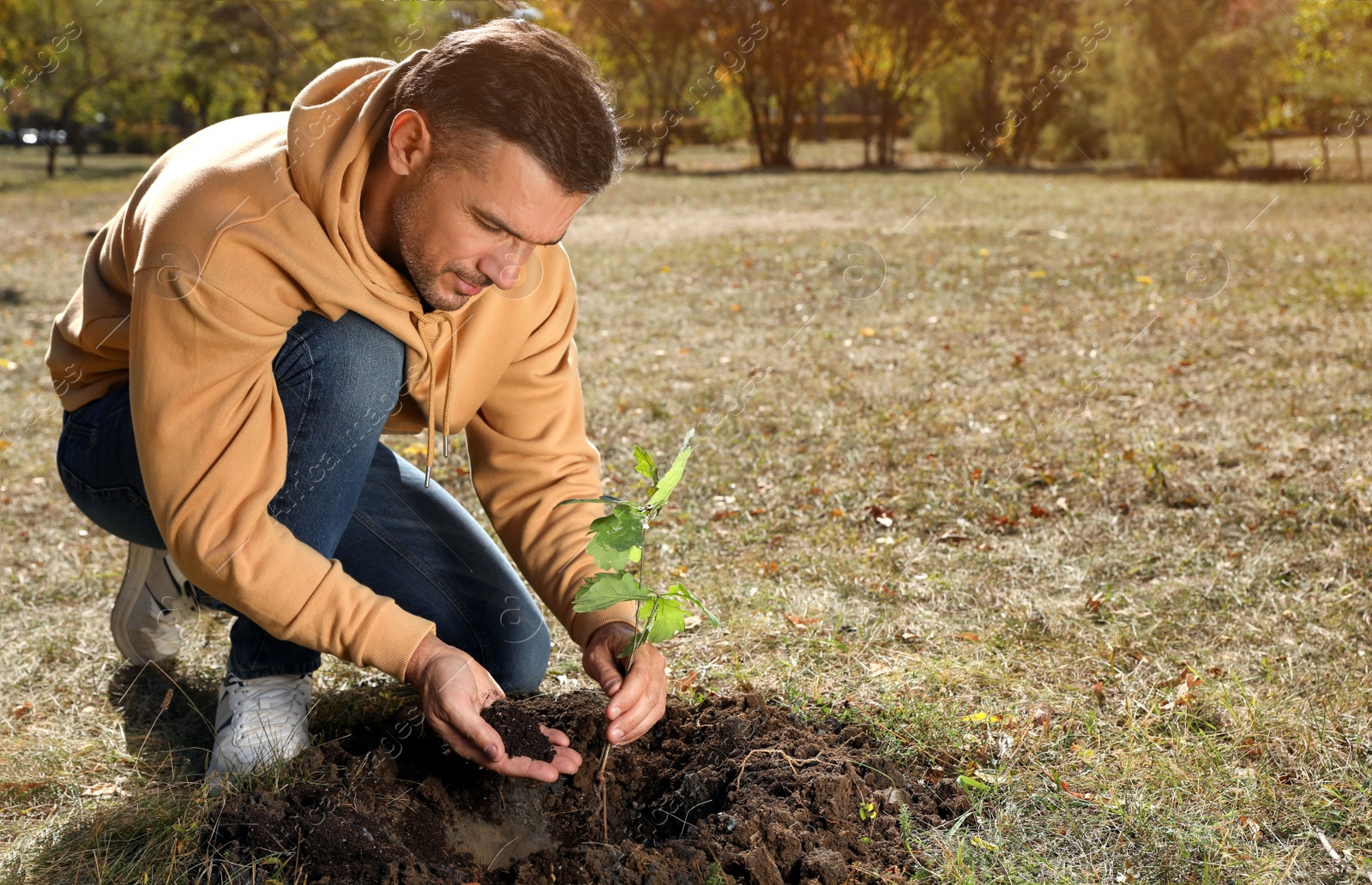 Photo of Mature man planting young tree in park on sunny day, space for text