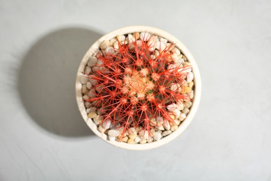 Beautiful cactus on light background, top view