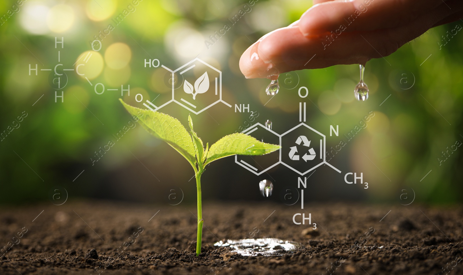 Image of Illustration of chemical formulas and woman pouring water on young seedling in soil against blurred background, closeup