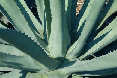 Photo of Closeup view of beautiful Agave leaves. Exotic plant