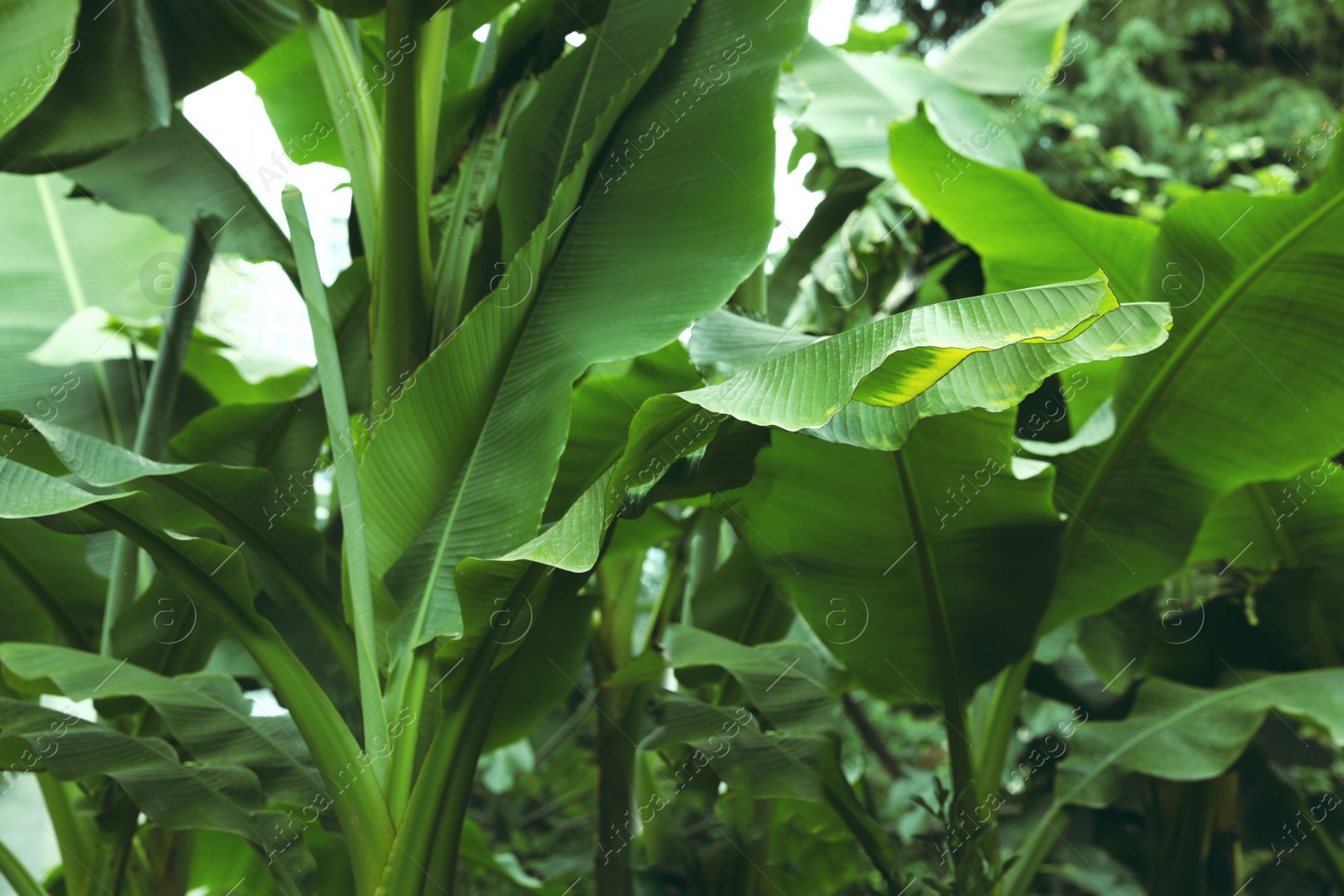 Photo of Fresh green banana plants growing outdoors. Tropical leaves