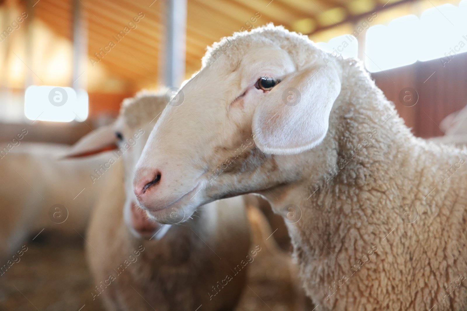 Photo of Sheep in barn on farm. Cute animals