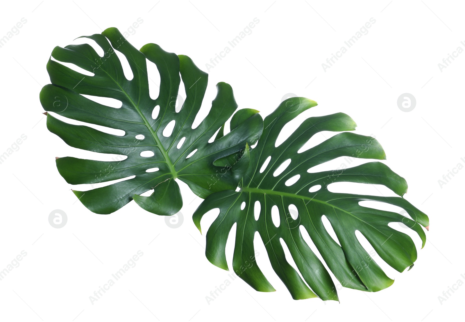 Photo of Green fresh monstera leaves on white background. Tropical plant