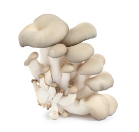 Photo of Fresh wild mushrooms on white background. Edible fungi