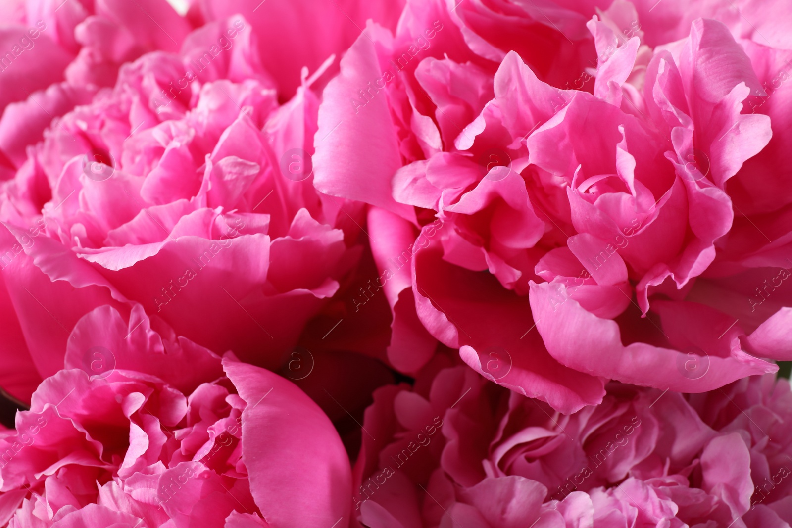 Photo of Closeup view of beautiful pink peony flowers