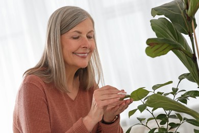 Photo of Senior woman wiping leaves of beautiful green houseplant with cotton pad indoors