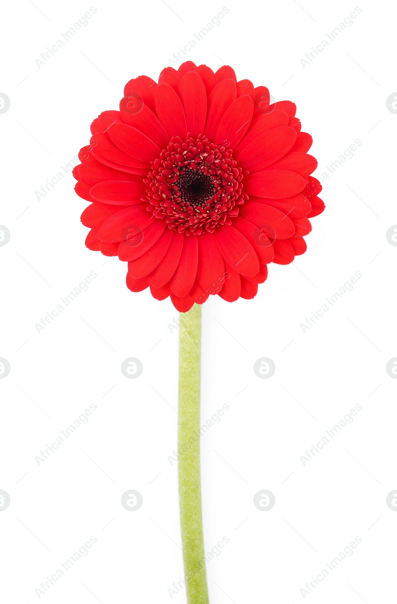 Photo of Beautiful red gerbera flower isolated on white, top view