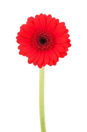 Beautiful red gerbera flower isolated on white, top view