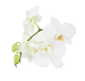 Branch with beautiful orchid flowers on white background. Tropical plant