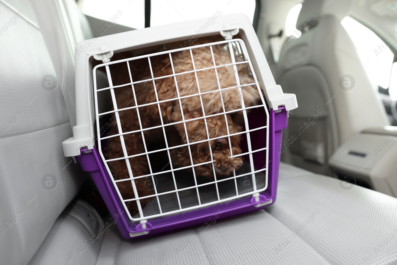 Photo of Cute dog in pet carrier travelling by car