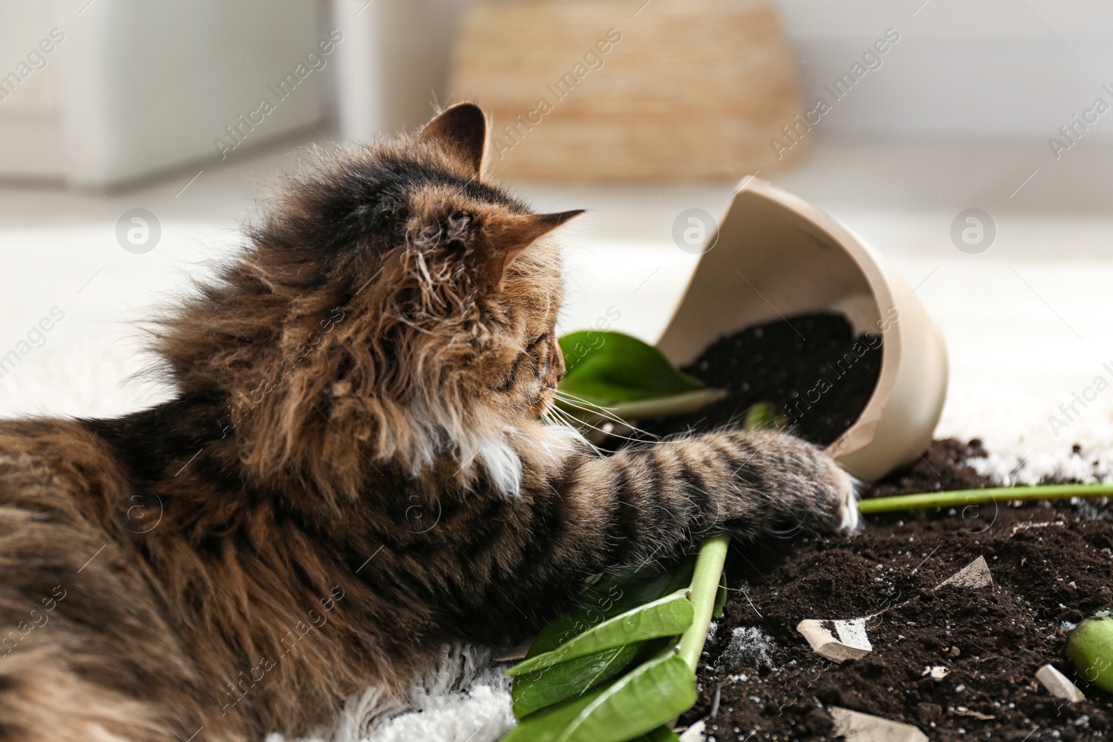 Photo of Cat near overturned houseplant on light carpet at home