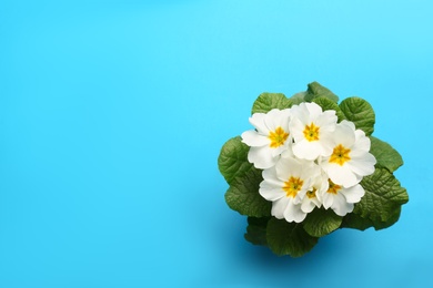 Photo of Beautiful primula (primrose) plant with white flowers on light blue background, top view and space for text. Spring blossom