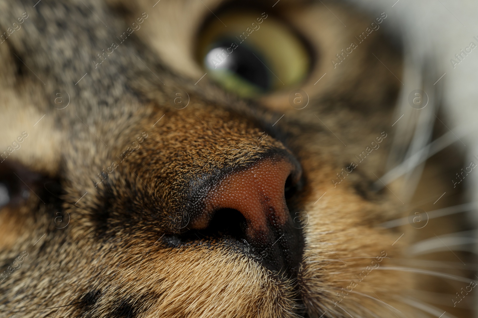 Photo of Macro photo of cat with beautiful eyes. Cute pet