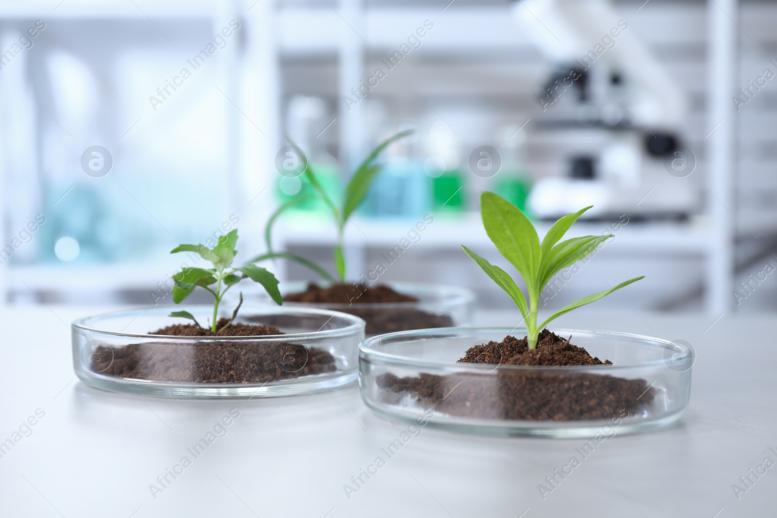 Photo of Green plant in Petri dish on table in laboratory. Biological chemistry