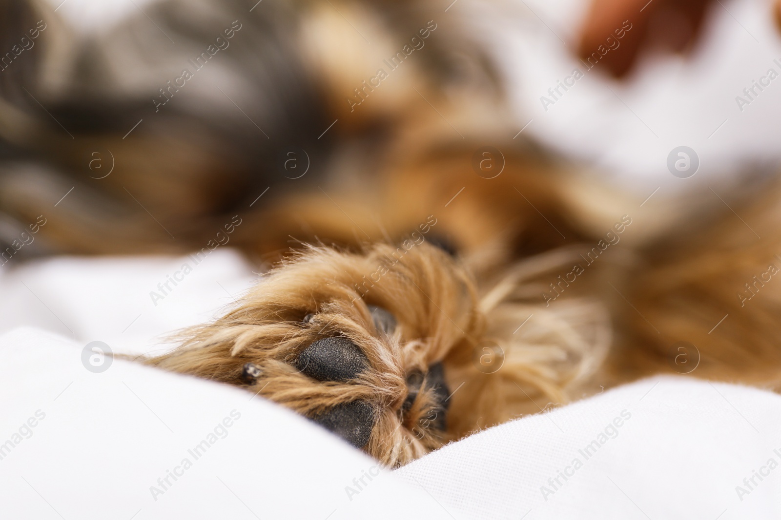 Photo of Adorable Yorkshire terrier lying on bed, focus on paw. Cute dog