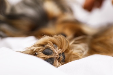 Photo of Adorable Yorkshire terrier lying on bed, focus on paw. Cute dog