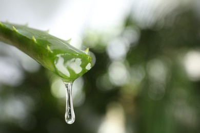 Aloe vera leaf with dripping juice against blurred background, closeup. Space for text
