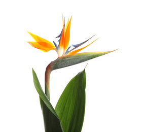 Bird of Paradise tropical flower isolated on white