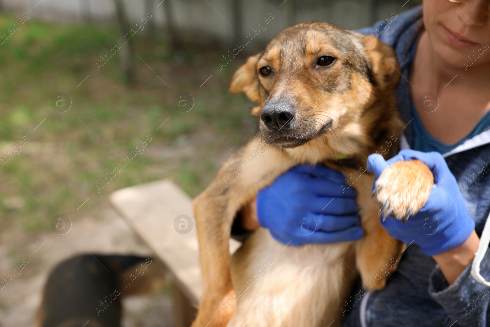 Photo of Female volunteer with homeless dog at animal shelter outdoors