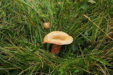 Wild mushroom growing in forest on summer day