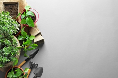 Photo of Flat lay composition with gardening tools and plants on grey background